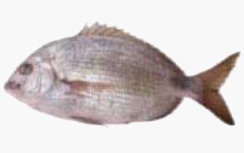 seafood-orata